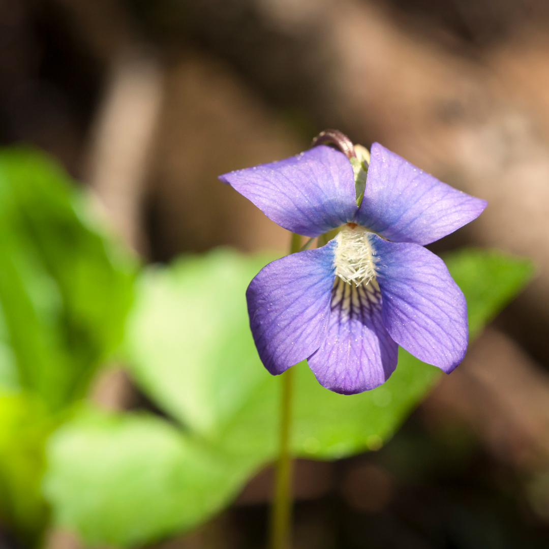 Are Violets Edible Wild Violet Flower Uses In The Kitchen